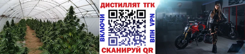 Купить где  Грайворон  Дистиллят ТГК концентрат 